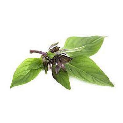 Basil